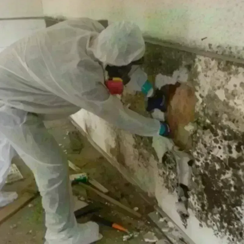 Mold Remediation and Removal in Essexville, MI